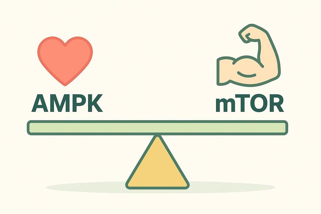 A seesaw diagram showing AMPK and mTOR in balance. On the left, above the word 'AMPK', is a red heart icon. On the right, above the word 'mTOR', is an icon of a flexed bicep.