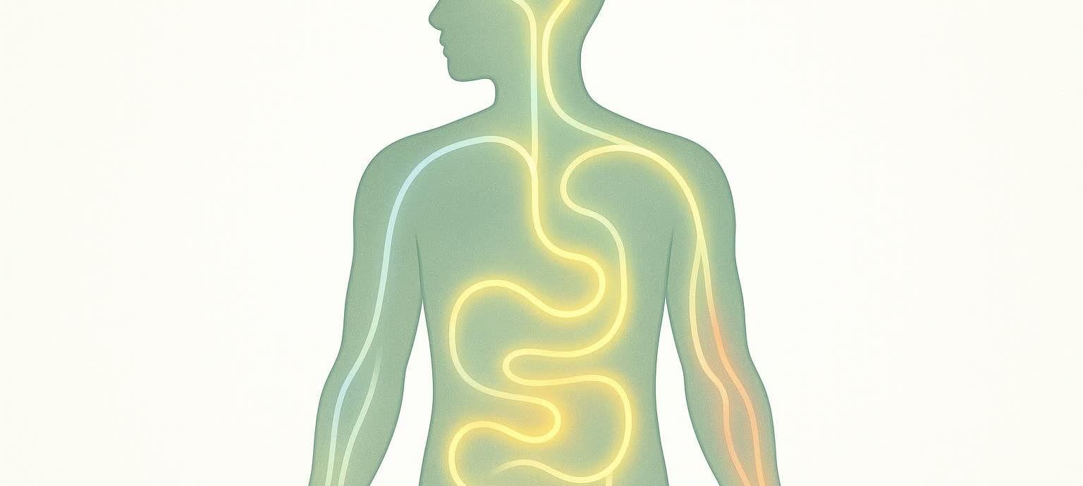 Abstract illustration of a human body with glowing yellow lines representing internal energy flow and basal metabolic rate.
