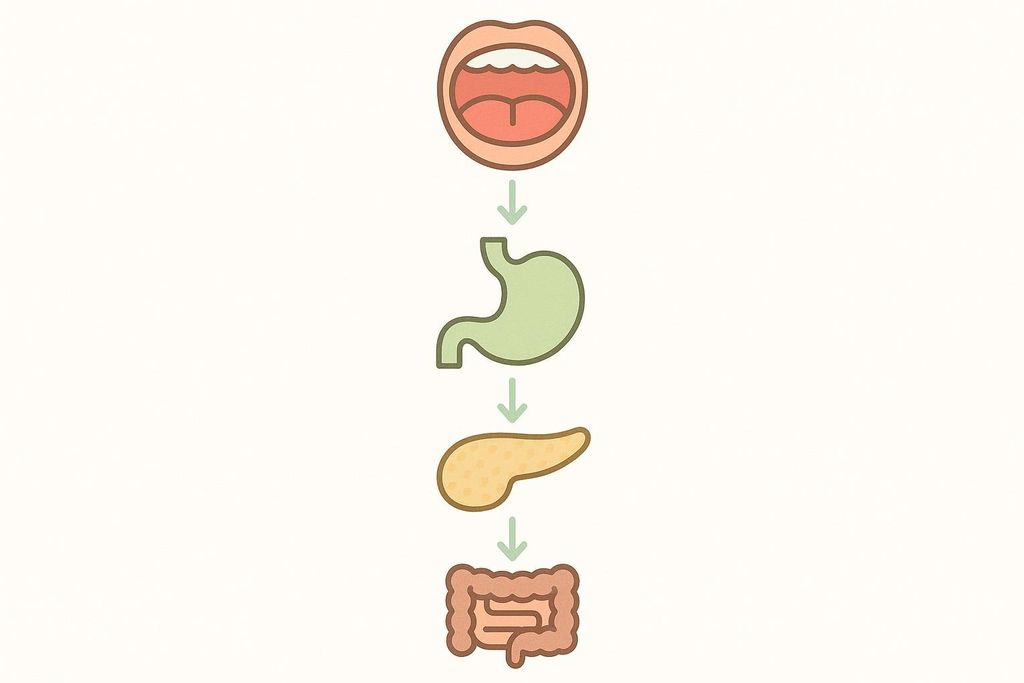An infographic illustrating the four main stages of the digestive process with simple icons: mouth, stomach, pancreas, and intestines, connected by downward arrows.