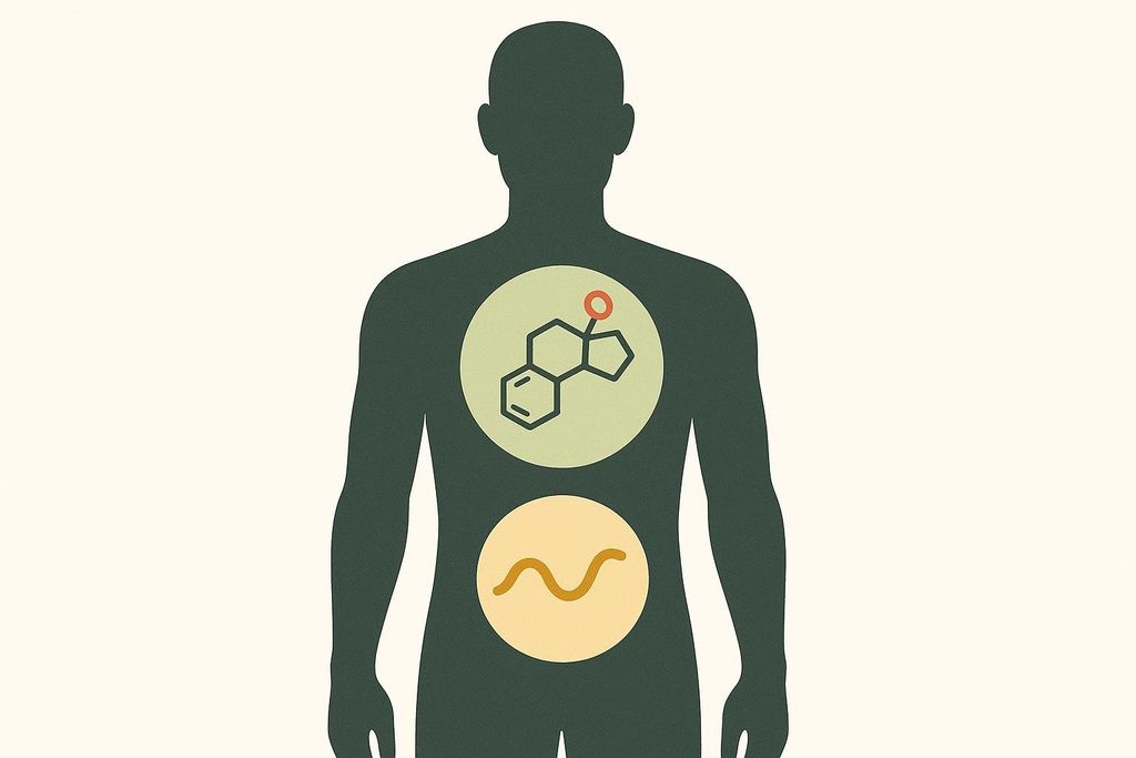 An abstract illustration showing how hormones like testosterone and insulin influence male body composition. The silhouette of a male figure is shown with a testosterone molecule graphic in the chest and an abstract wavy line representing insulin in the abdomen, both enclosed in circles.