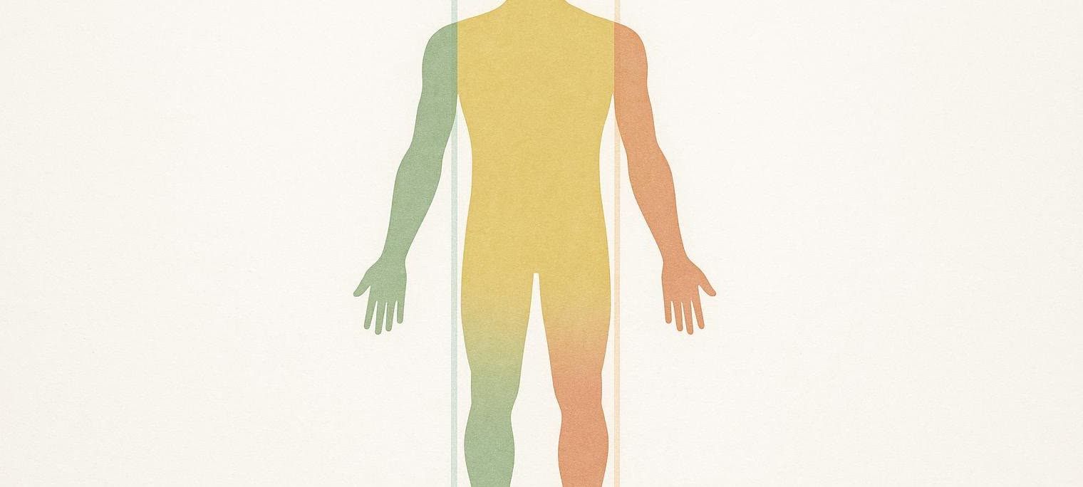 An abstract illustration of a human silhouette showing different body regions segmented by color. The left arm and leg are green, the torso is yellow, and the right arm and leg are orange. The background is a textured off-white.