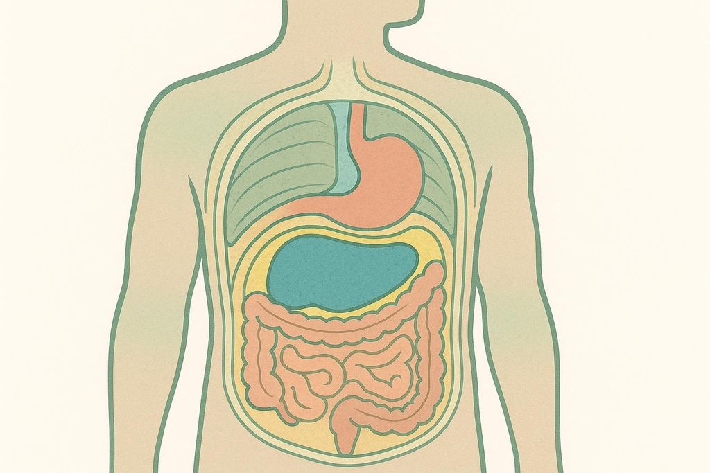 A simplified diagram illustrating the location of visceral fat within the human torso. Organs like the stomach and intestines are visible, surrounded by a yellow layer representing visceral fat.