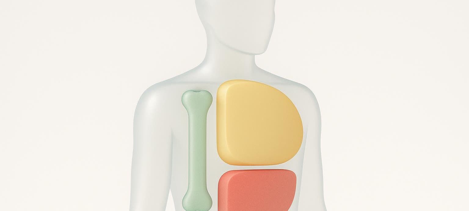 An abstract 3D model of a human torso, transparently showing simplified representations of bone structure in green, muscle in yellow, and fat in red, illustrating a DEXA scan's body composition analysis.