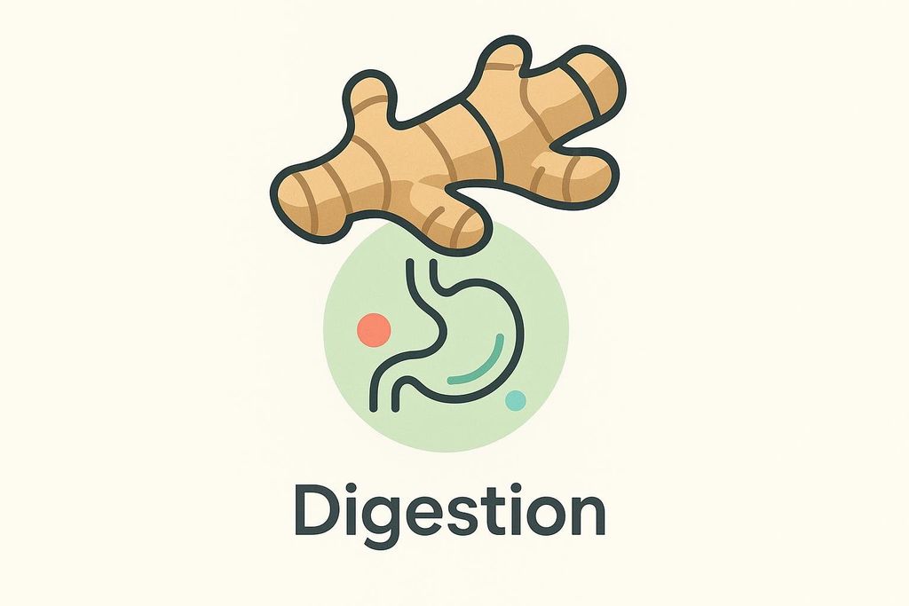 An illustration showing a ginger root above a green circle containing a line drawing of a stomach icon, with the word 'Digestion' written below.