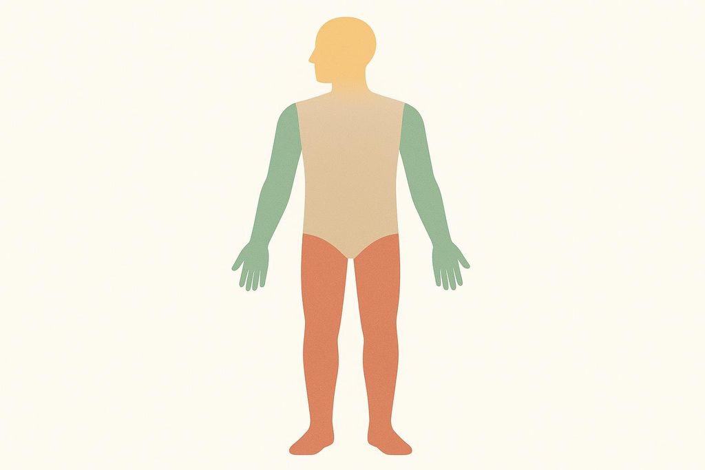 An illustration of a human body, seen from behind, segmented into different colored regions: the head is light orange, the torso is beige, the arms are green, and the legs and lower pelvic area are a darker orange. This diagram visually distinguishes different parts of the human anatomy.