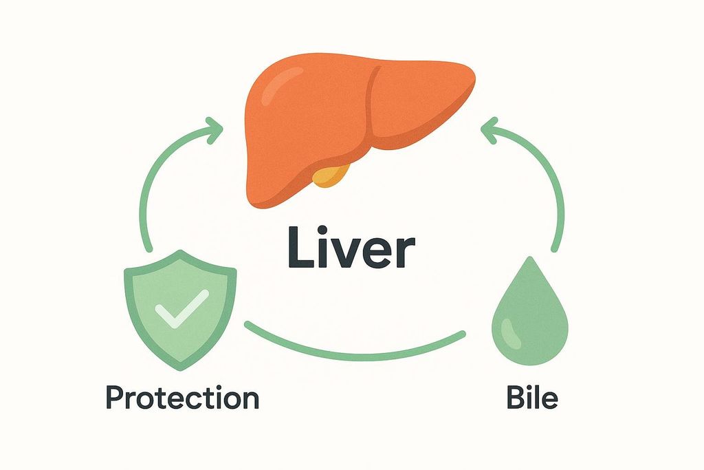 A simplified diagram illustrating the functions of the liver. An orange cartoon liver is in the center, with the word 'Liver' beneath it. Green arrows cycle from the liver to a green shield icon labeled 'Protection' and back, and from the liver to a green teardrop icon labeled 'Bile' and back, suggesting a connection or process.