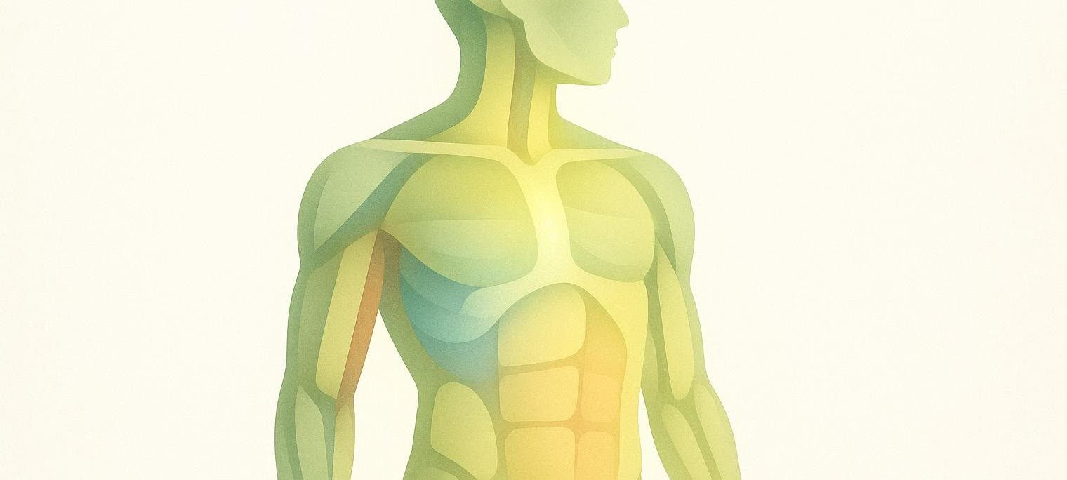 Abstract representation of different body tissues including fat, muscle, and bone.
