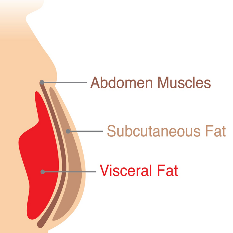 Diagram showing the layers of fat and muscle in the abdomen: Abdomen Muscles, Subcutaneous Fat, and Visceral Fat.