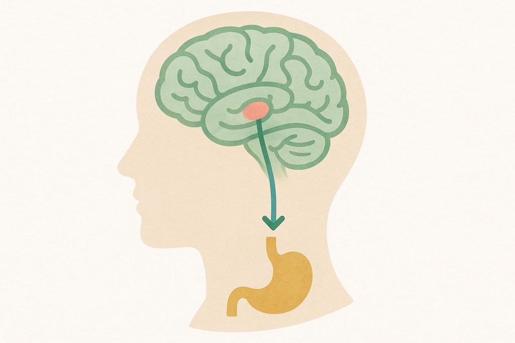An illustration depicting a stylized human head in profile, showing a brain in green with a red dot (hypothalamus) sending a signal via a green arrow down to a yellow stomach. This represents the brain-gut axis and how signals from the brain can affect digestive organs like the stomach.