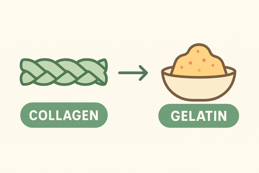 A simplified diagram showing green braided strands labeled 'COLLAGEN' transforming via an arrow into a bowl of yellow granular powder labeled 'GELATIN'.