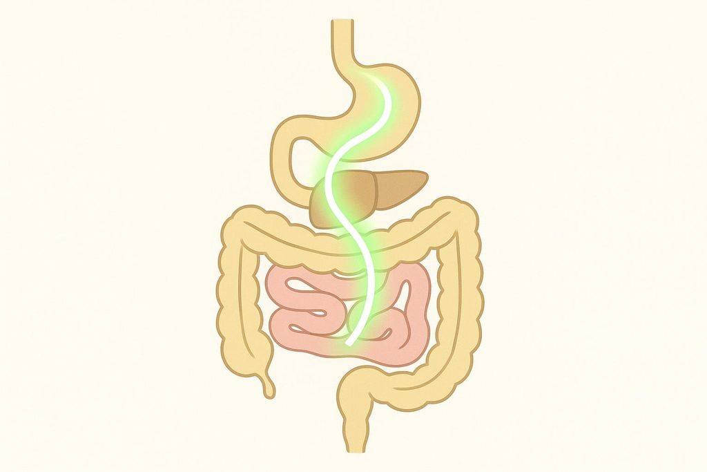 Diagram of a human digestive tract showing the esophagus, stomach, liver, small intestine, and large intestine. A glowing white line follows the path through the esophagus, stomach, and intestines, illustrating the improved flow or regularity from probiotics.