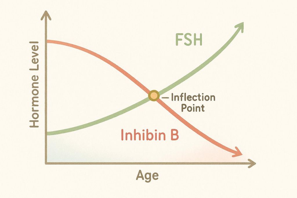 A simple graph illustrating hormonal changes during perimenopause, showing FSH levels (green line) rising and Inhibin B levels (red line) dropping, with an inflection point where they cross.