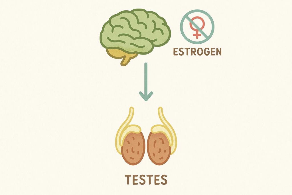 Simplified illustration of the HPG axis showing the connection between the brain, which produces hormones affecting the pituitary gland, which in turn influences the testes. The image also shows a red circle with a line through the female symbol, indicating the absence or blockage of estrogen.