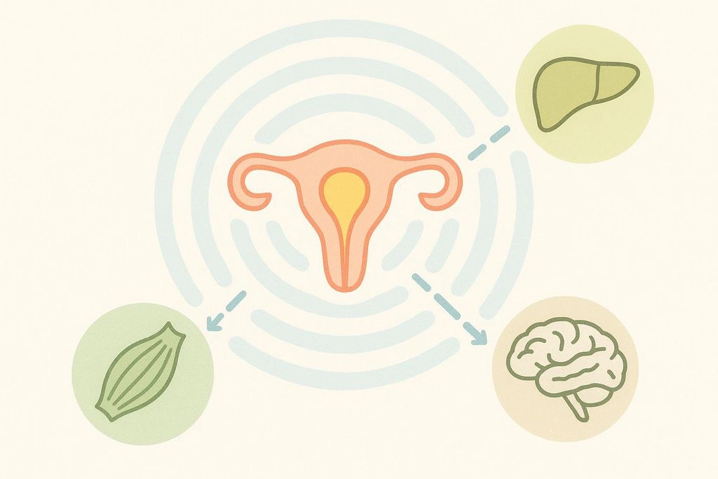Illustration showing declining estrogen's impact on the muscle, liver, and brain.