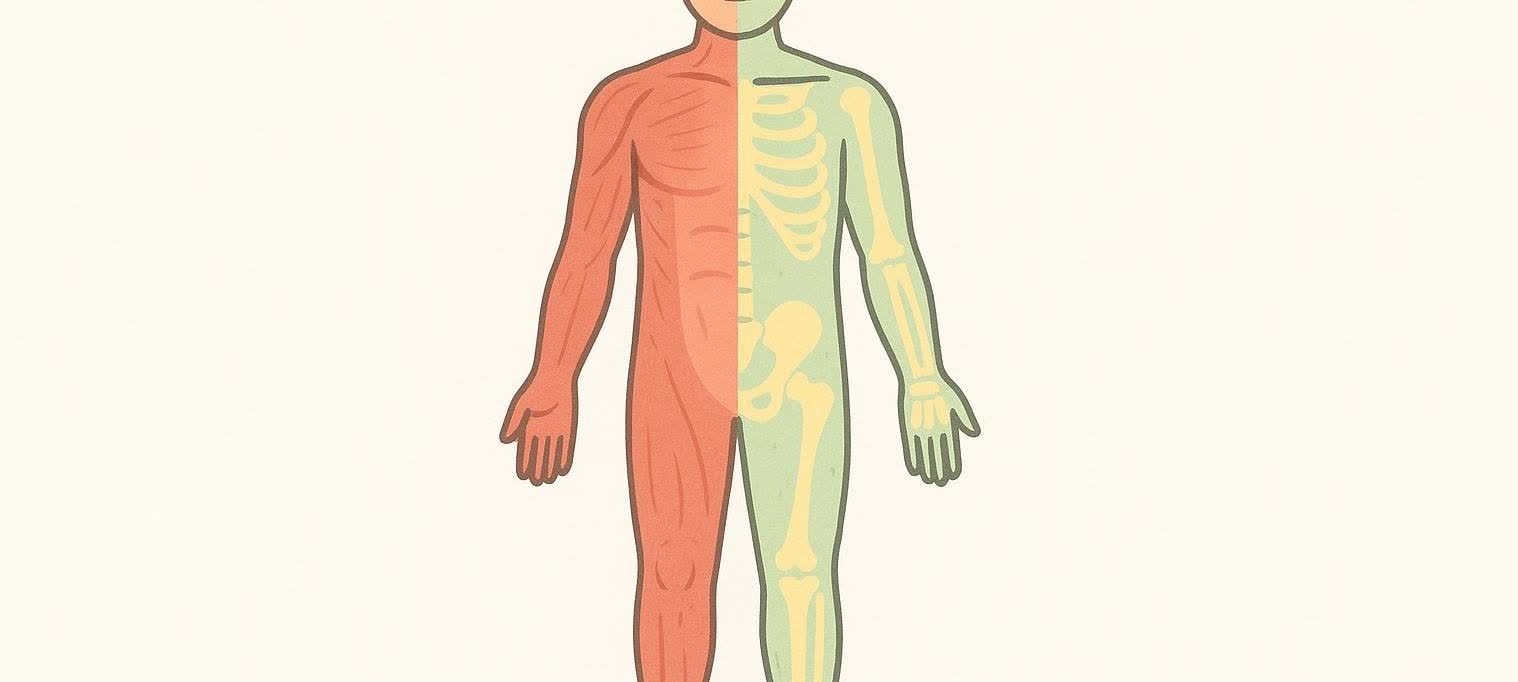 Stylized illustration of a human body divided in half vertically. The left half shows red muscles, and the right half shows yellow bones within a light green outline.