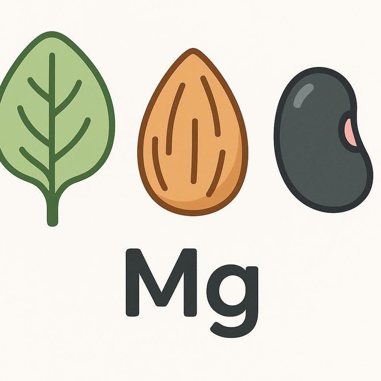 A simple icon-style illustration on a light background. From left to right are a green spinach leaf, a light brown almond, and a dark grey black bean with a small pink highlight. Below these icons, centered, are the bold black letters 'Mg', which is the chemical symbol for magnesium. This image represents food sources rich in magnesium.