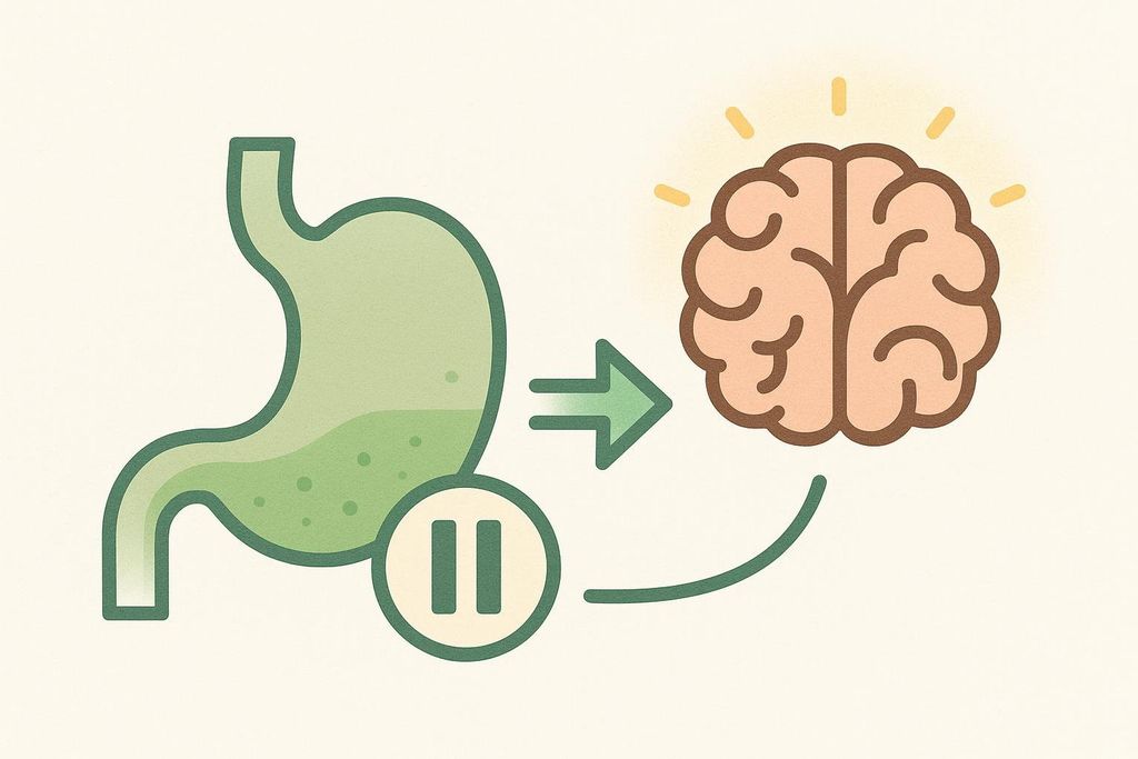 Illustration showing a stomach connected to a brain with arrows and pause symbols, representing the stomach signaling fullness to the brain and slowing digestion.