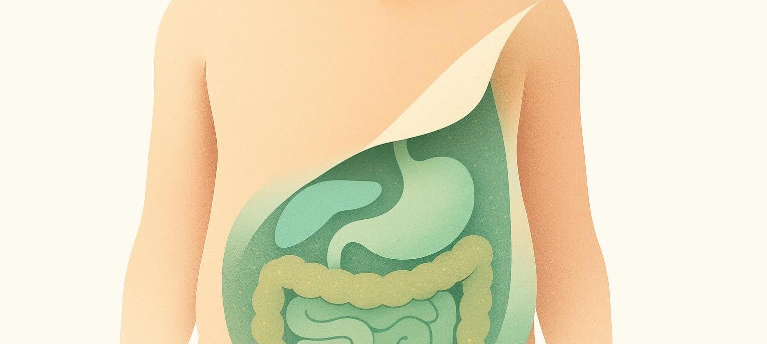 Abstract illustration of a human torso revealing hidden visceral fat surrounding the digestive organs.
