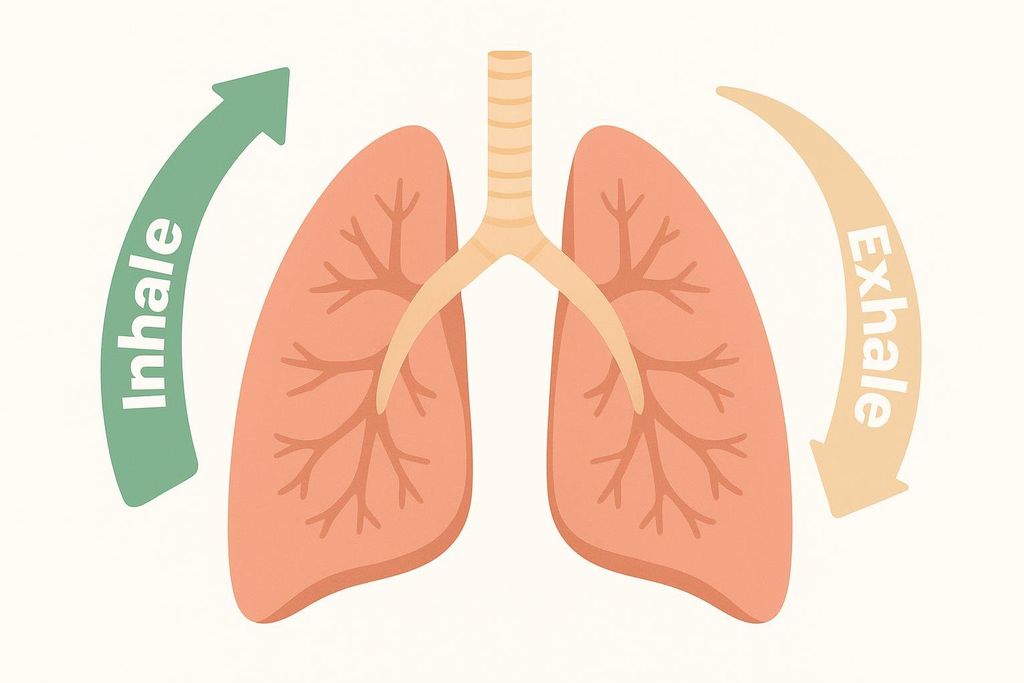 An illustration of human lungs and trachea, with a green curved arrow labeled 'Inhale' pointing towards the left lung and a light orange curved arrow labeled 'Exhale' pointing away from the right lung, depicting the breathing process.