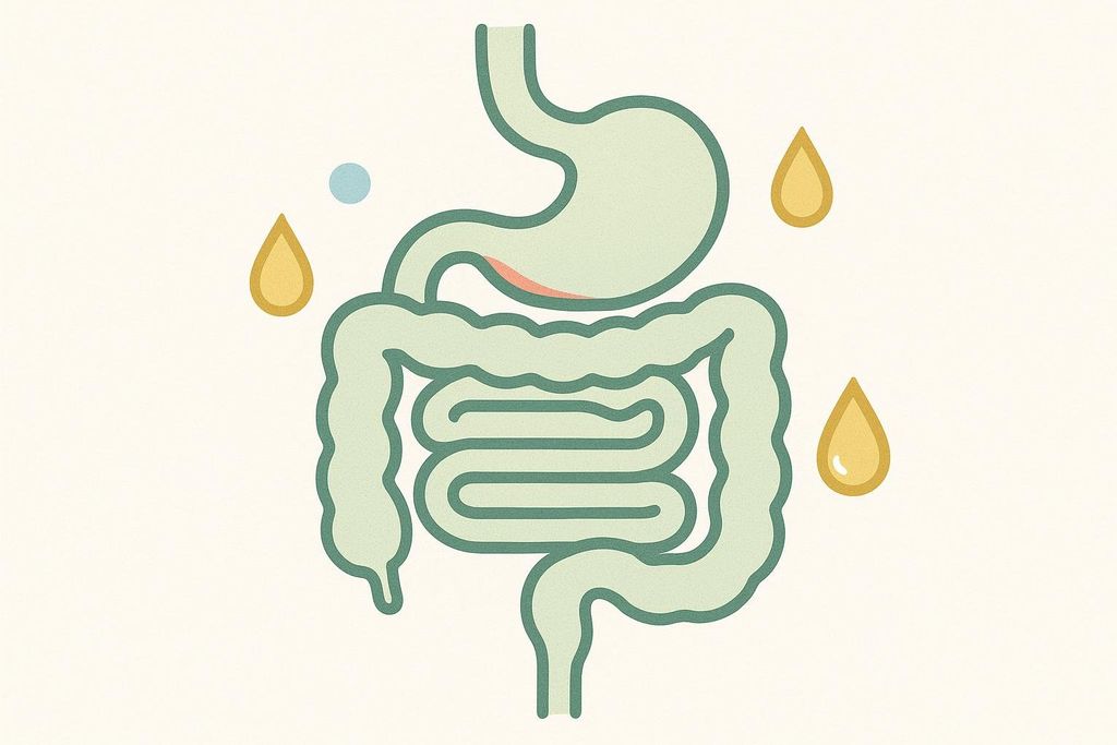An abstract illustration depicting the human digestive system, including the stomach and intestines, with several golden oil droplets floating around it, symbolizing oil separation within the digestive process. A light blue dot is also visible.