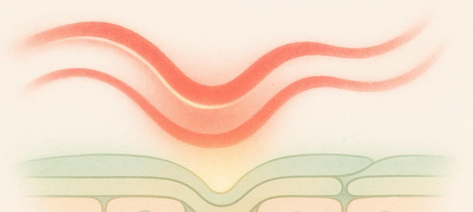 Abstract illustration depicting red light waves stimulating skin cells.