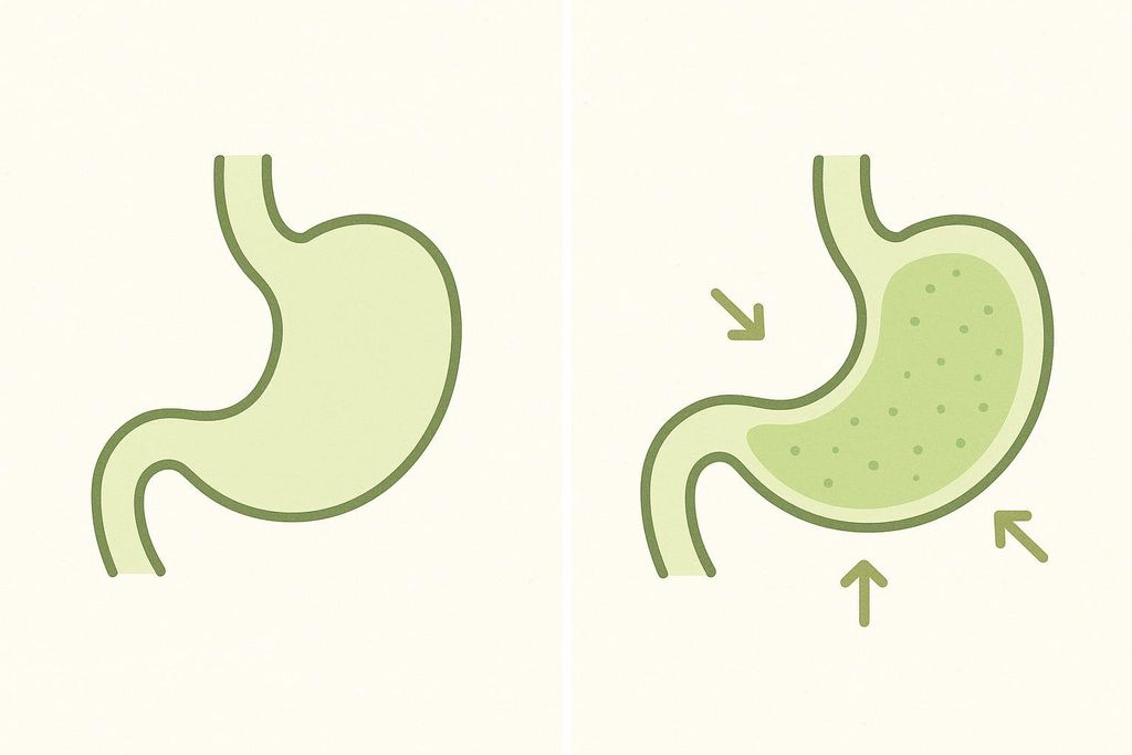 An illustration depicting the stomach. On the left, an empty stomach. On the right, the stomach filled with a bubbly, expanded substance and arrows indicating a feeling of pressure, illustrating how soluble fiber creates a feeling of fullness.