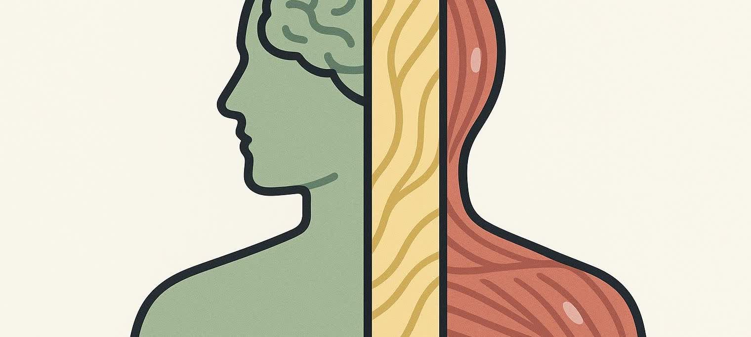An abstract, stylized illustration of a human silhouette seen from the side, divided into three vertical sections representing different aspects of body composition: a green section with a brain, a yellow section with textured lines, and a red section depicting muscles.