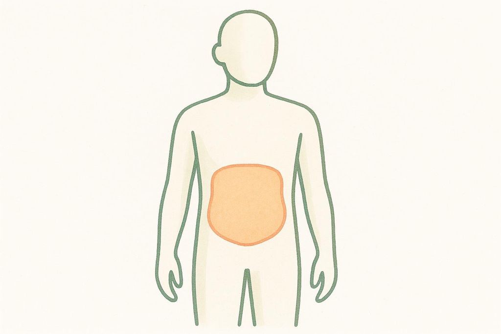 An illustration of a human torso with the abdominal area highlighted in orange. The outline of the body is green on a cream-colored background.