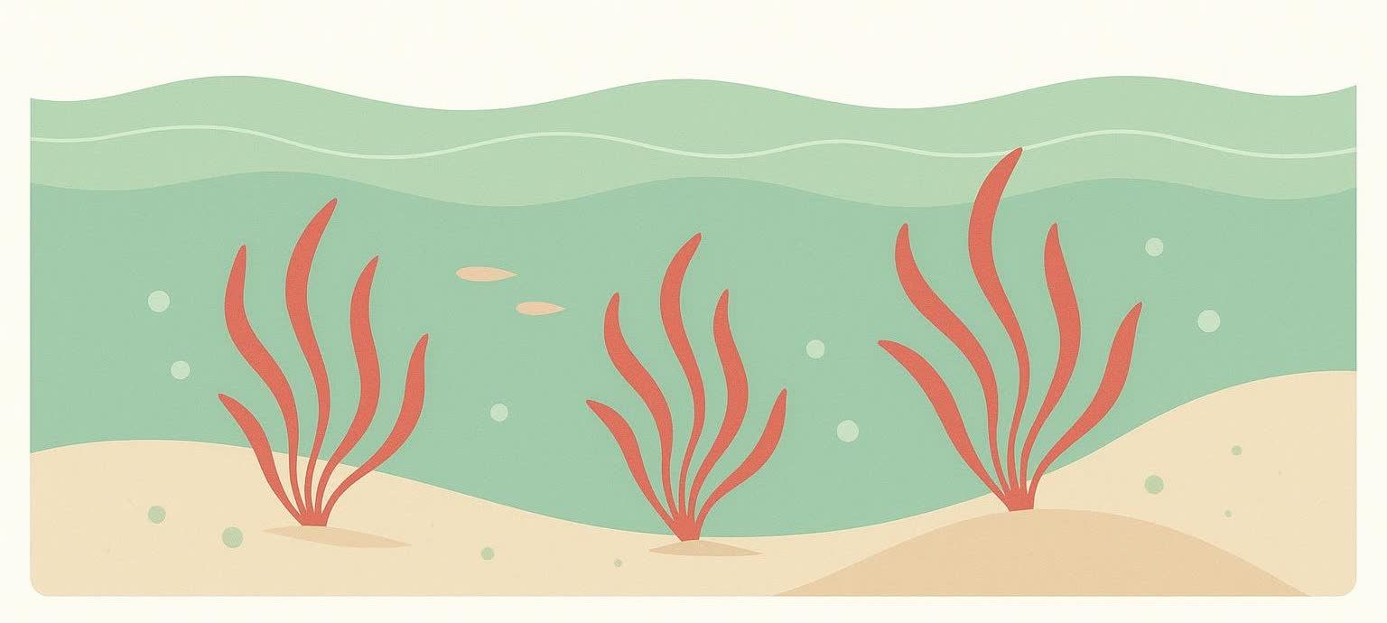 An illustration of an underwater scene with three clumps of red algae on a sandy seafloor, two small beige fish swimming in the middle, and light green water with bubbles.