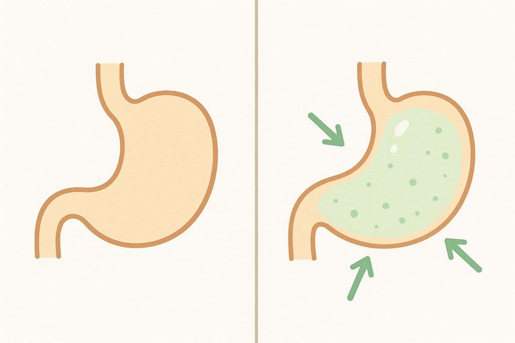 A two-panel illustration showing how collagen expands in the stomach to suppress appetite and create a feeling of fullness. The left panel shows an empty stomach. The right panel shows a stomach filled with green, bubbly contents, with arrows pointing to the expanding stomach walls.