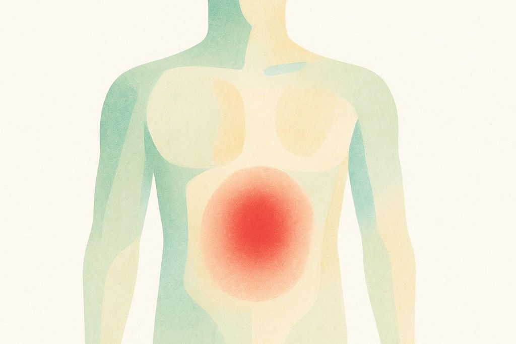 Illustration of a human torso with the area of visceral fat highlighted in red to show its location around internal organs.